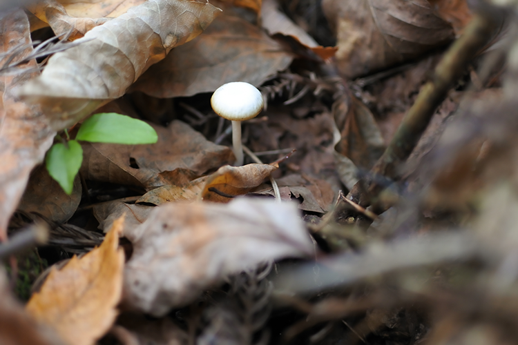 Des champignons sauvages apparaissent sous les feuilles mortes