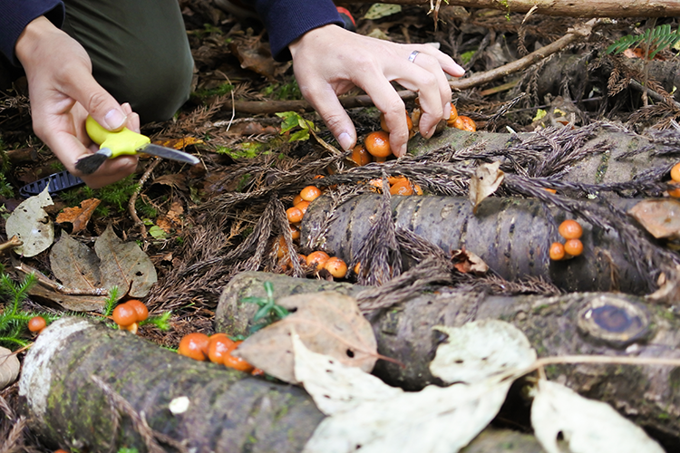 M. Mizukami explique soigneusement comment récolter les champignons sauvages avec un couteau.