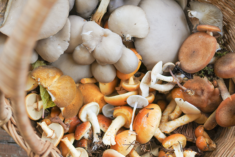 Un panier rempli de champignons après une demi-journée de chasse aux champignons