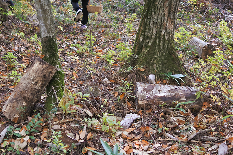 Un arbre tombé auquel M. Mizukami a injecté artificiellement des bactéries.