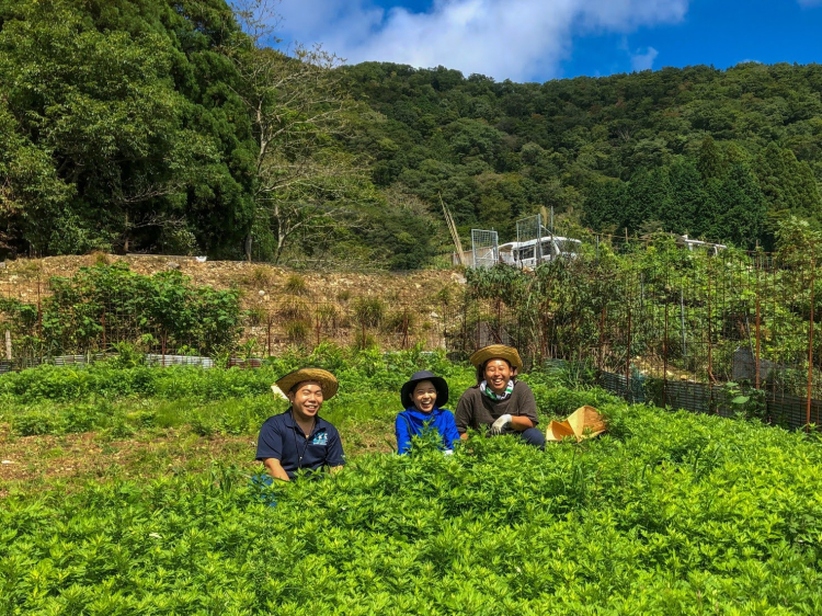 Trois personnes dans le jardin d'herbes aromatiques