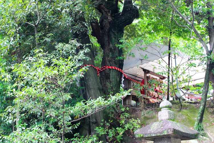 Arbre sacré pour le mariage « Renrigi »