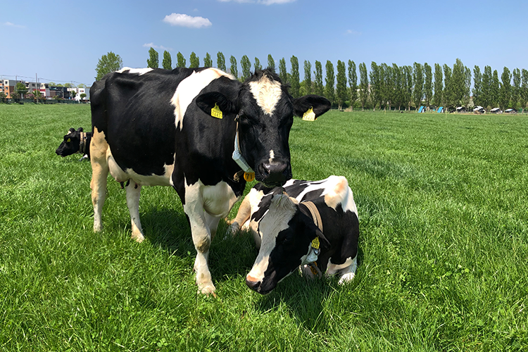 Vaches élevées à la ferme universitaire d'Hokkaido. C'est impressionnant de voir comment ils passent leur temps à se détendre.