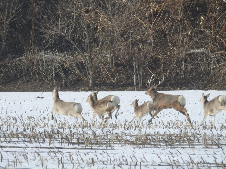 Cerf Ezo vivant dans la nature sauvage d'Hokkaido