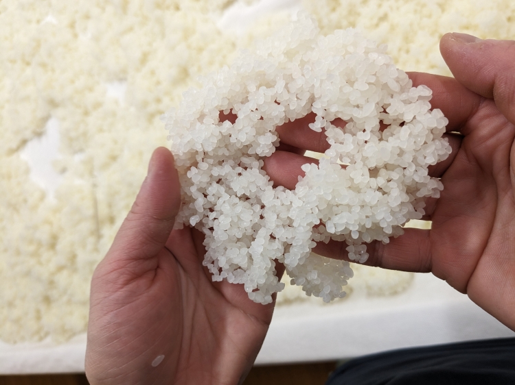 Le « sakamai » est un riz cultivé spécifiquement pour la fabrication du saké.