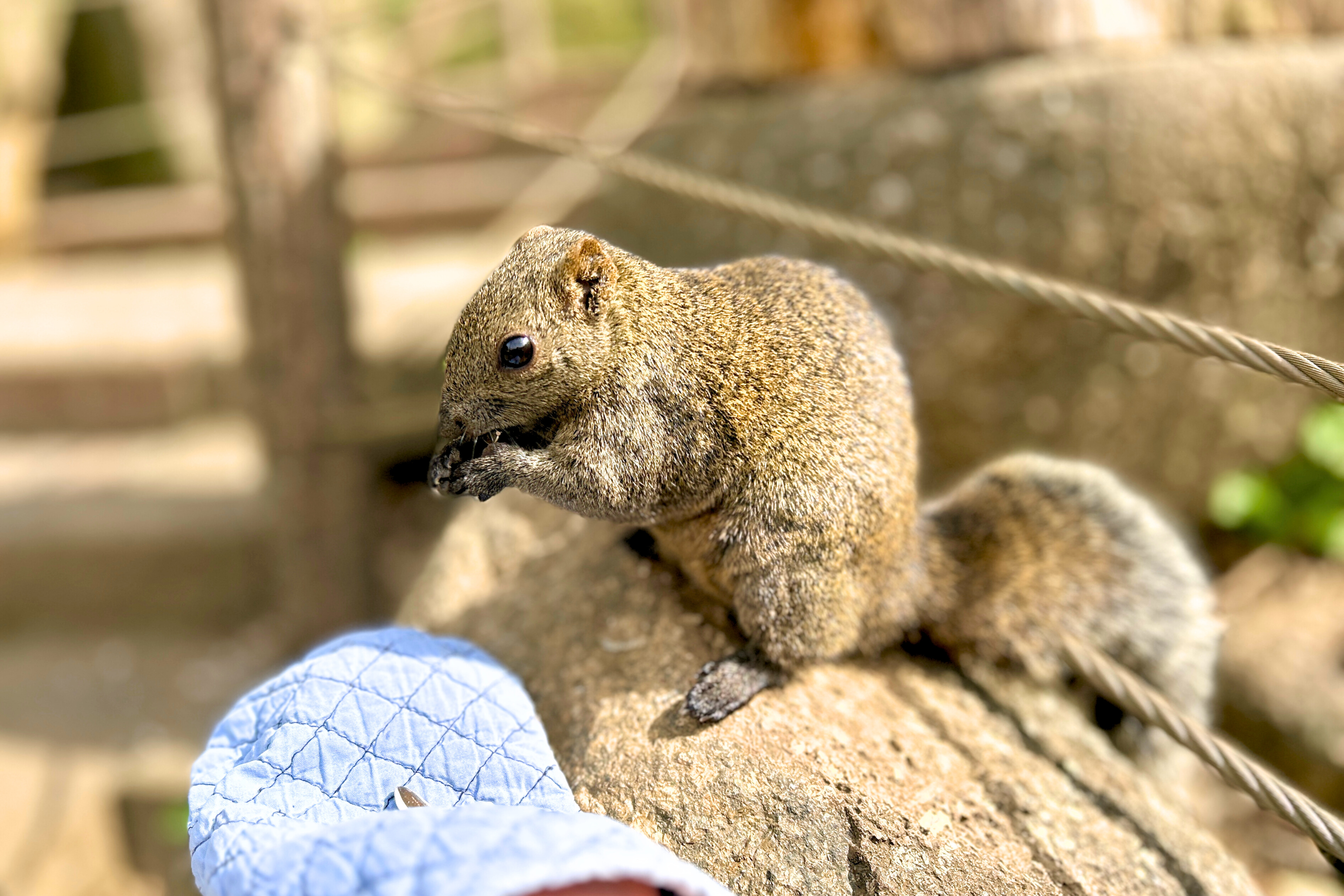 Venir ici est une expérience relaxante. Des moments chaleureux s'enchaînent au parc des écureuils de Machida.