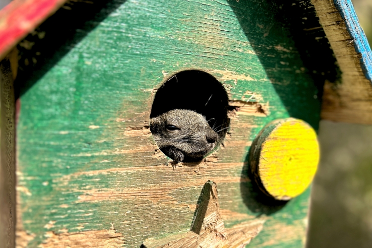 L'adorable écureuil de Formose vit à son propre rythme.