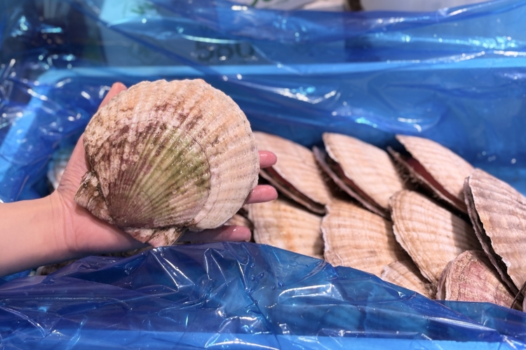 De grosses coquilles Saint-Jacques, de la taille de votre paume.