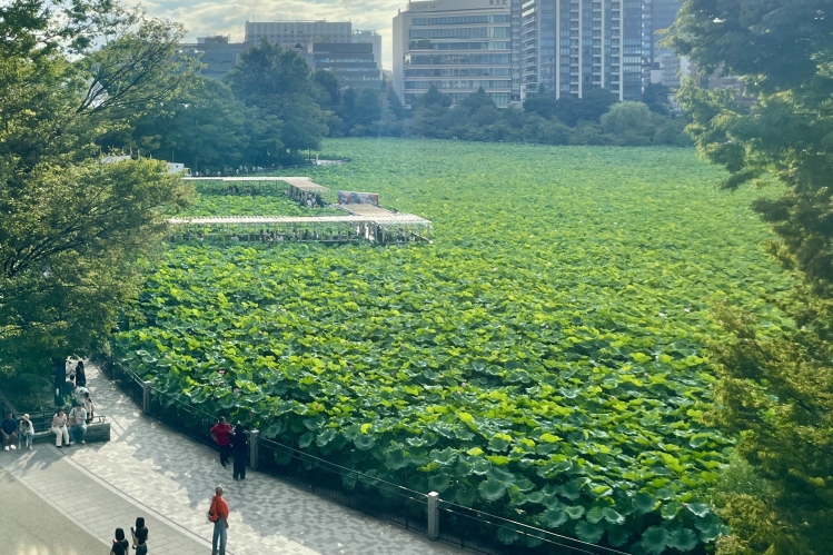 L'étang Shinobazu est visible dans son intégralité depuis le troisième étage. Il offre un paysage différent à chaque saison (la photo montre l'étang en été).