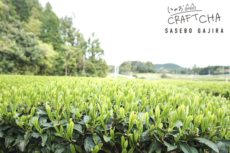 Revivez les souvenirs de vos voyages avec un nouveau thé artisanal « Sasebo Gajira »